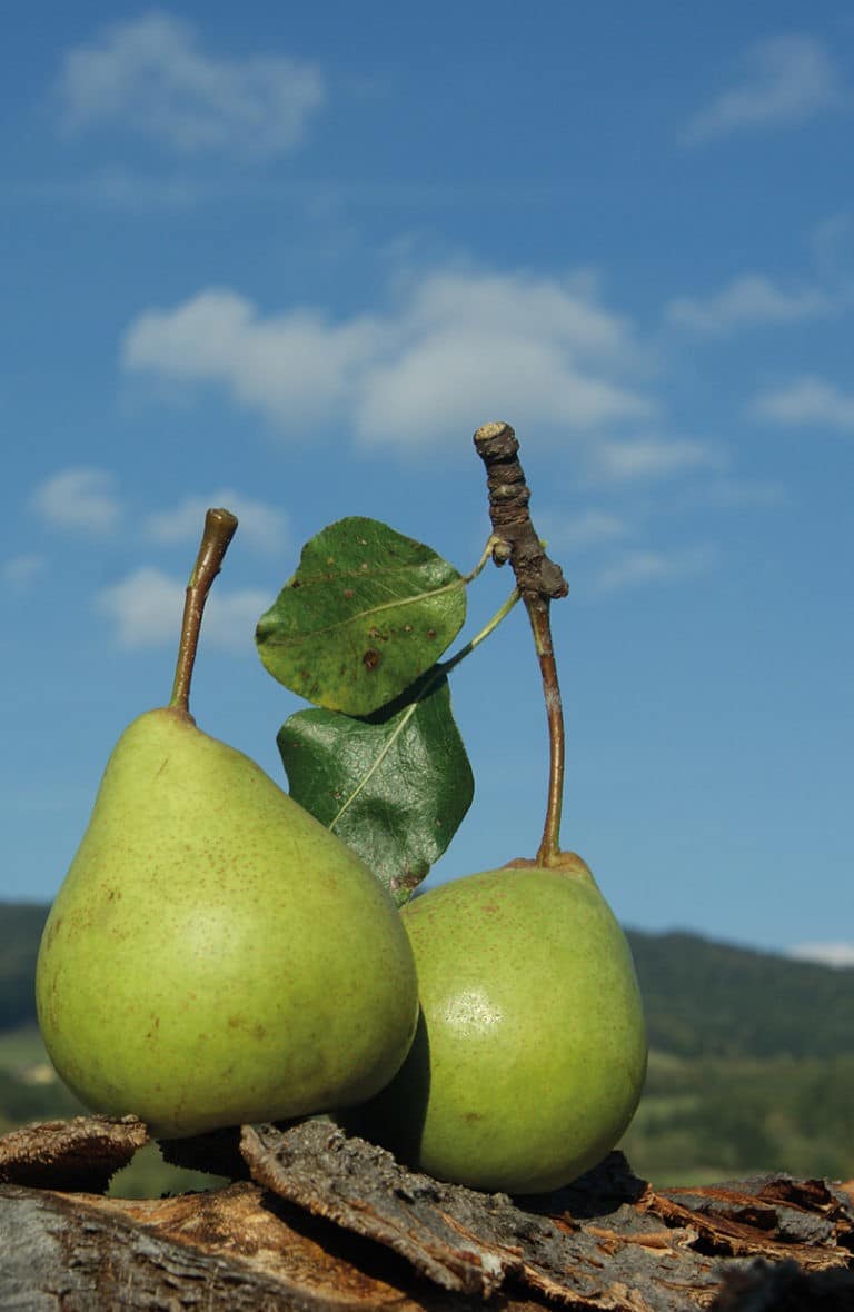 Pöllauer Hirschbirne g.U. geschützte Ursprungsbezeichnung