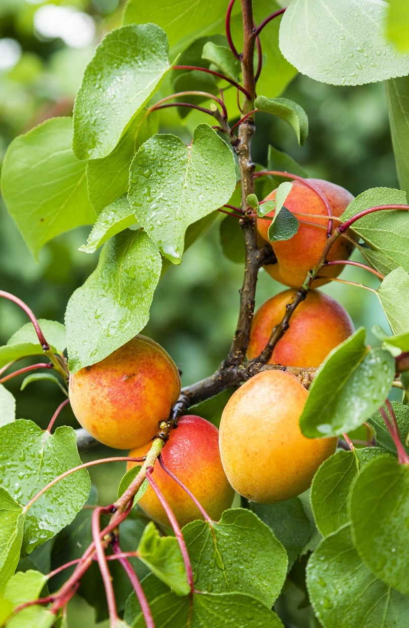 Wachauer Marille g.U. geschützte Ursprungsbezeichnung